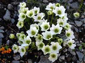 Clematis marmoraria hybrid